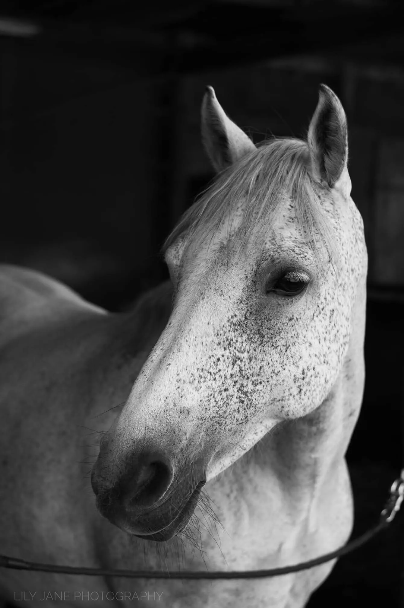 Beautiful Pony