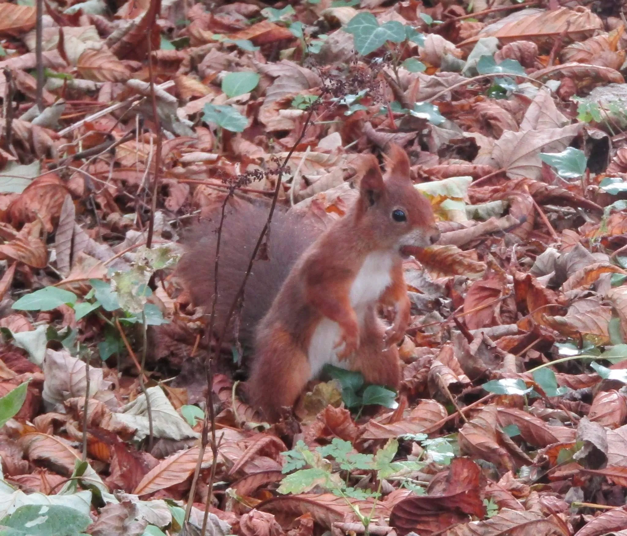 Red squirrel