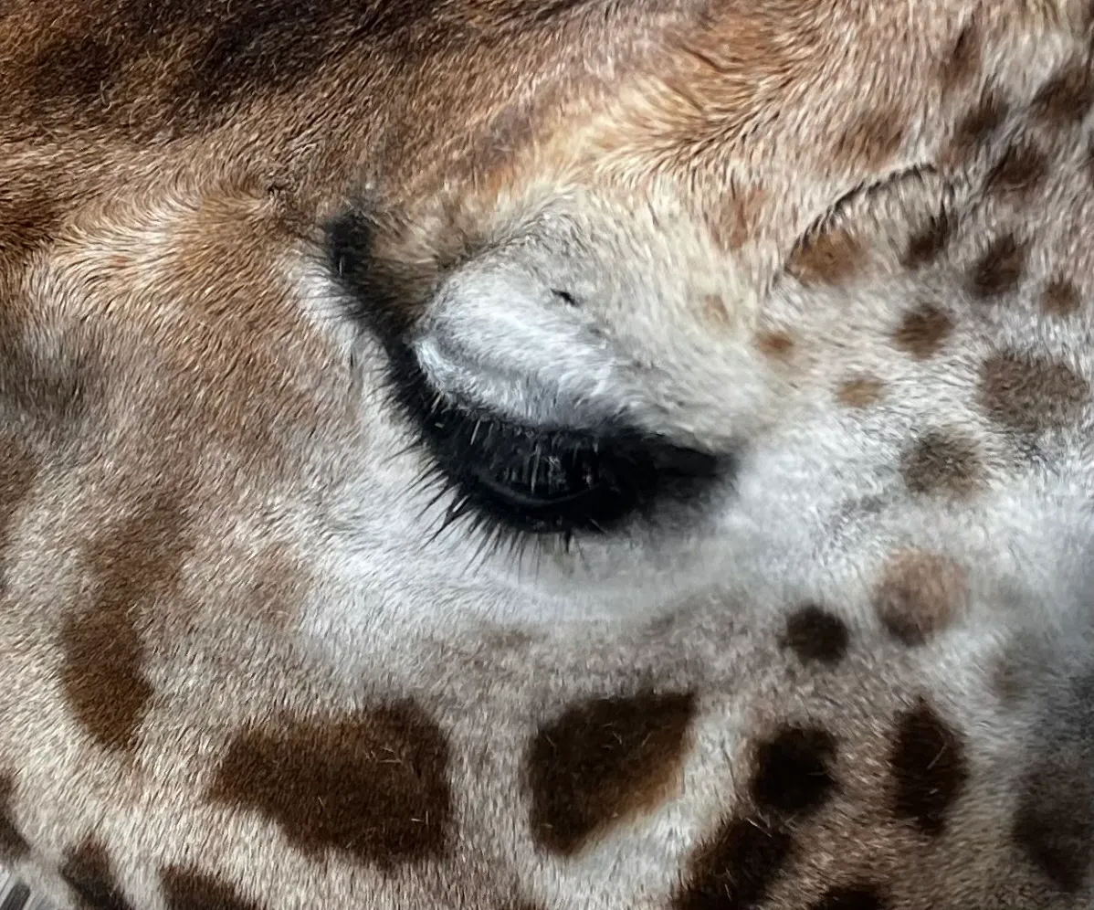 Giraffe eye