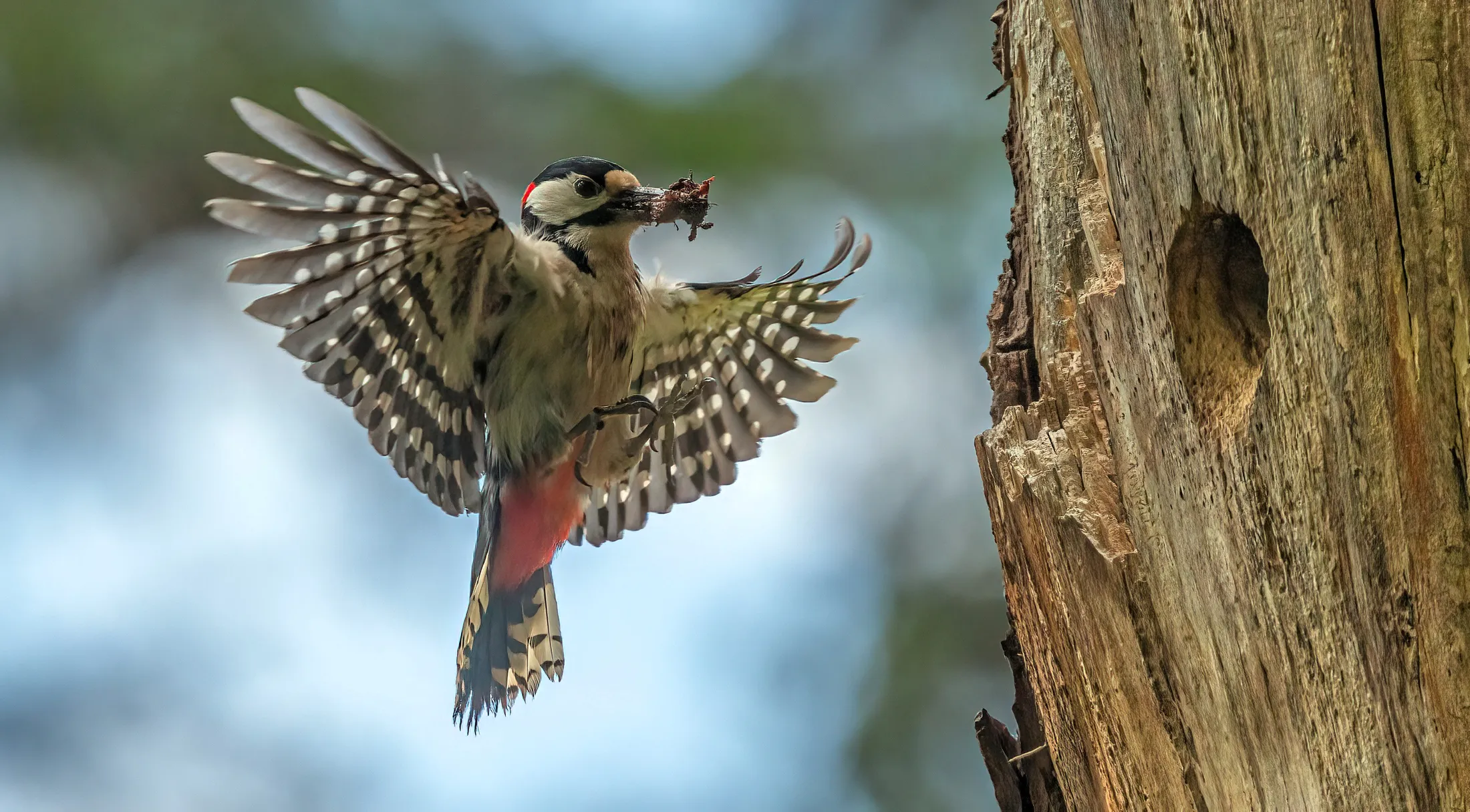 a brood to feed