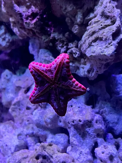 Starfish Aquarium