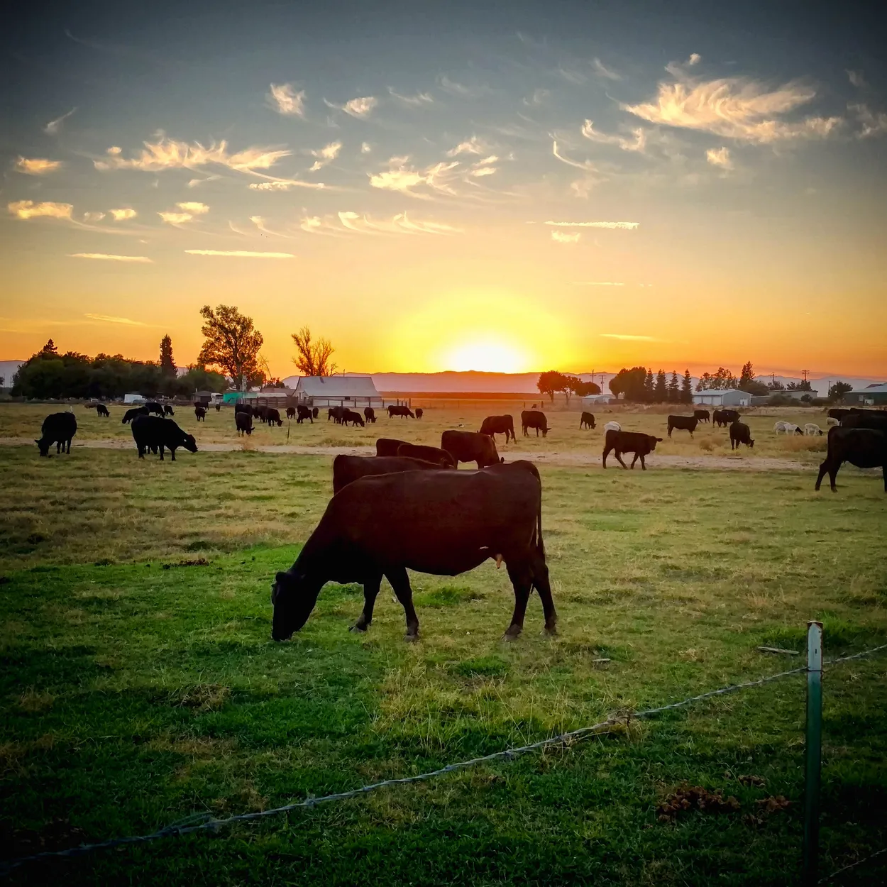 Sunset Grazing