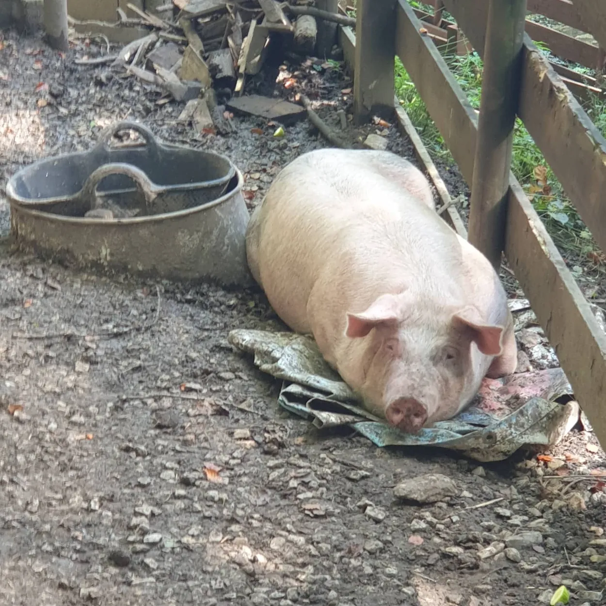 Pigs in the wood