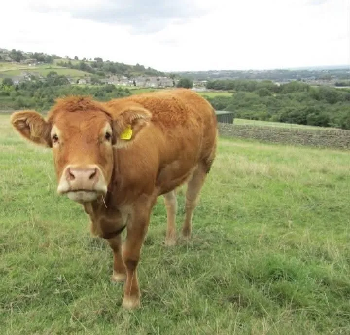 Mooooooooo