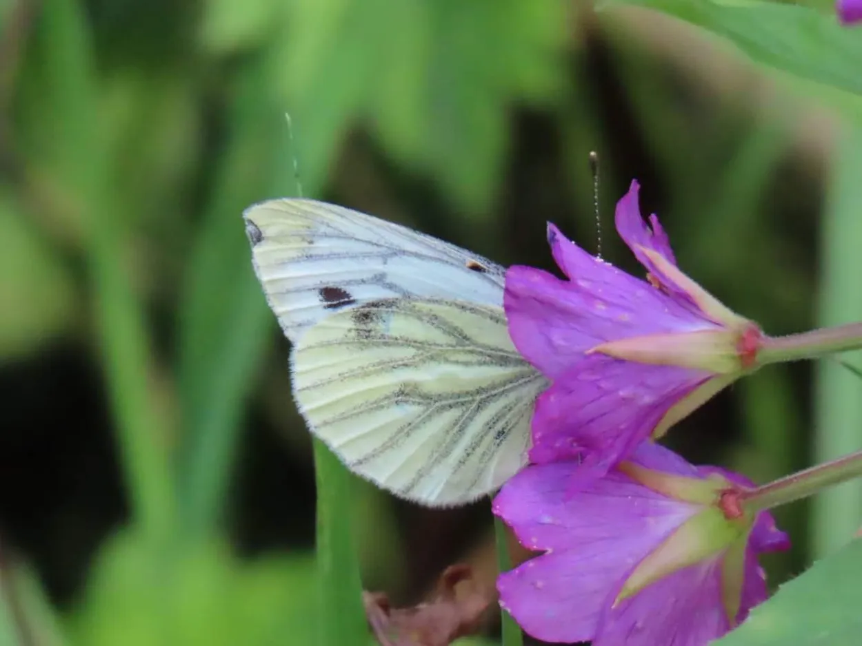Butterfl....ower