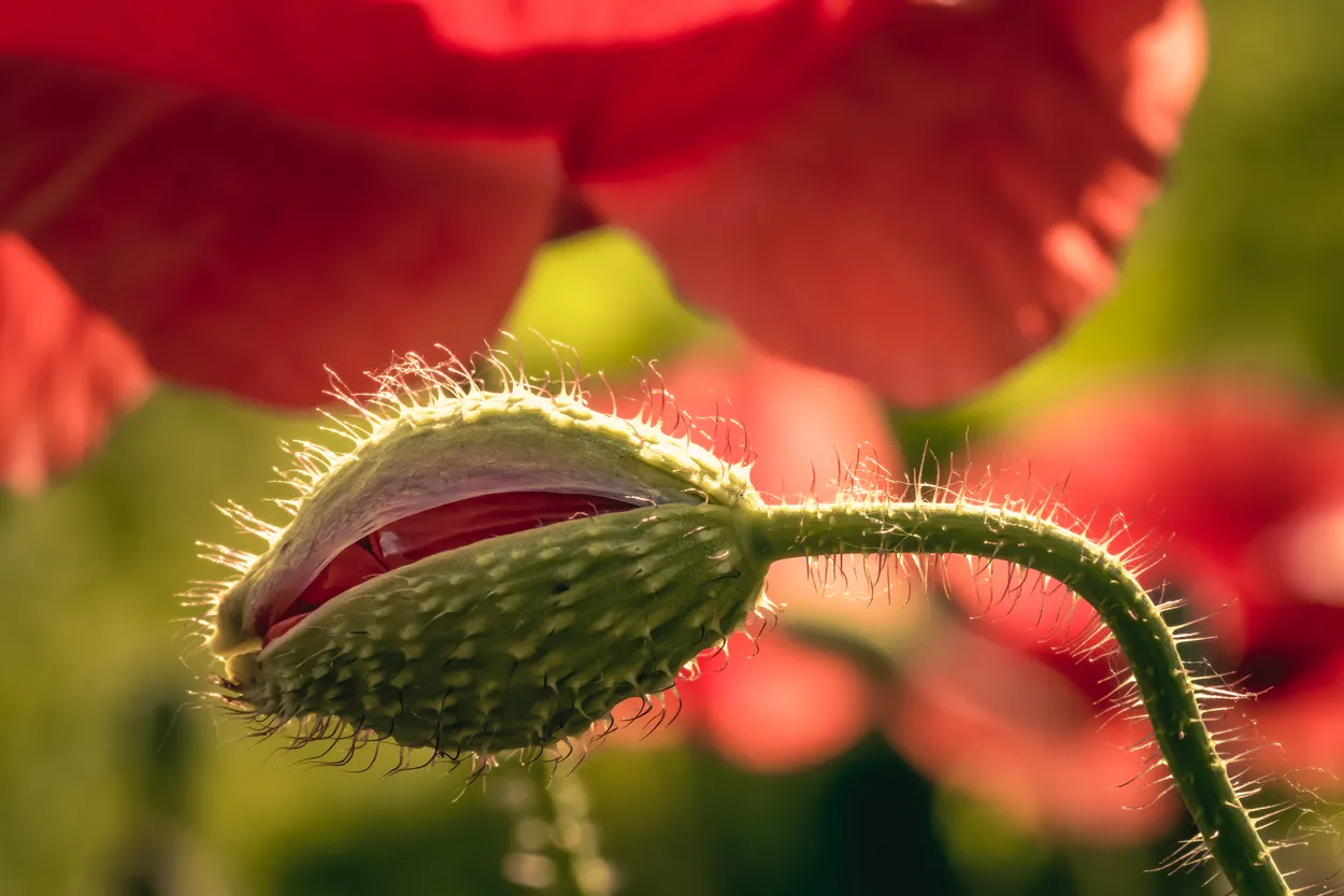 Where the poppies grow...