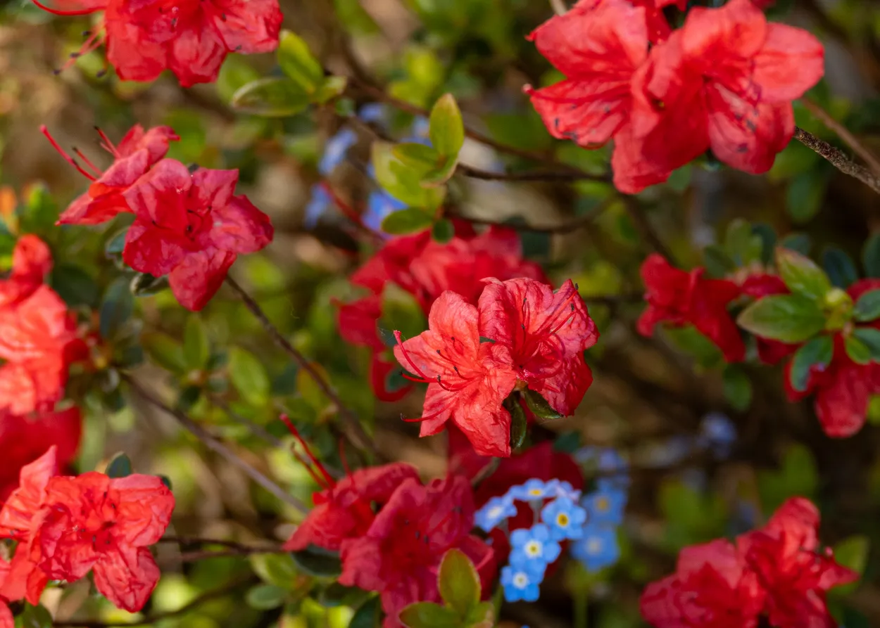Red with a hint of blue