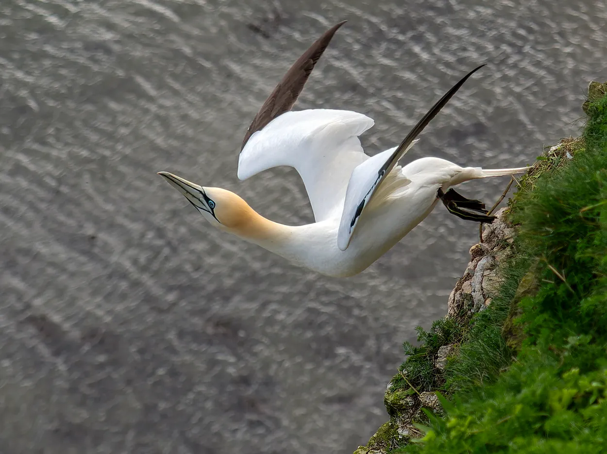 Gannet launching off the cliff