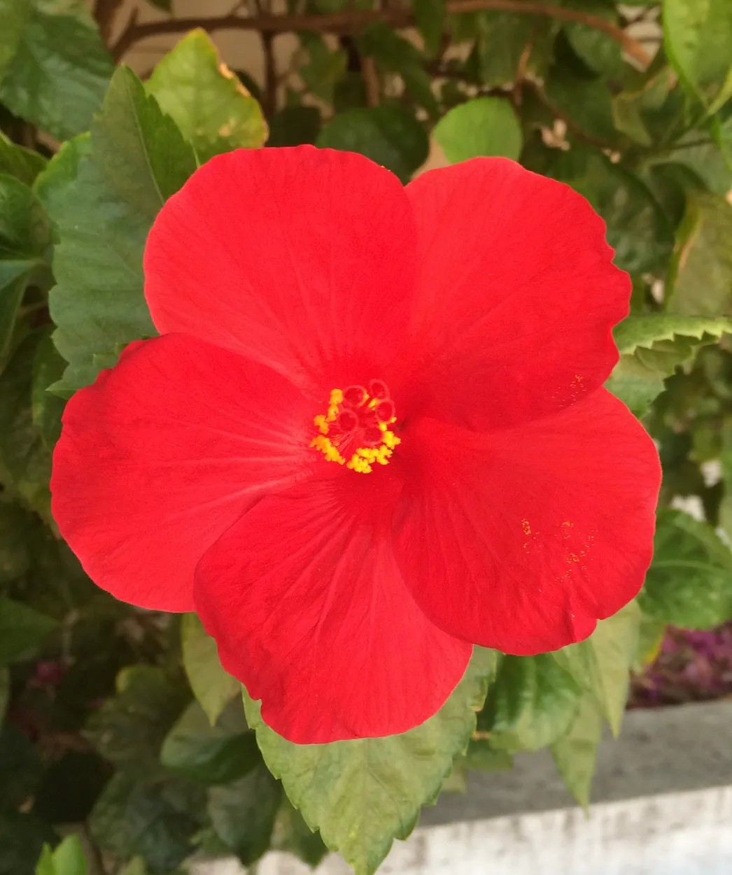 A Single Flower