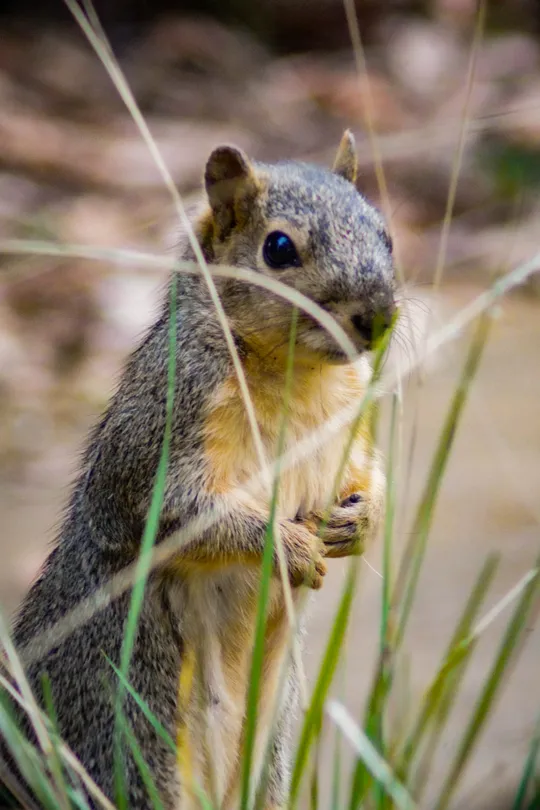 Hey, Squirrel-friend!
