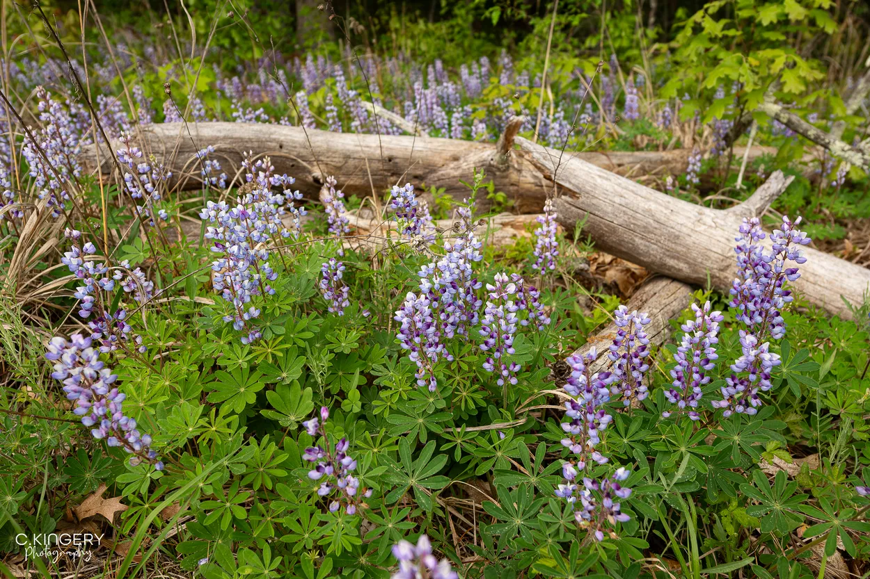 Wild Lupine and Wood