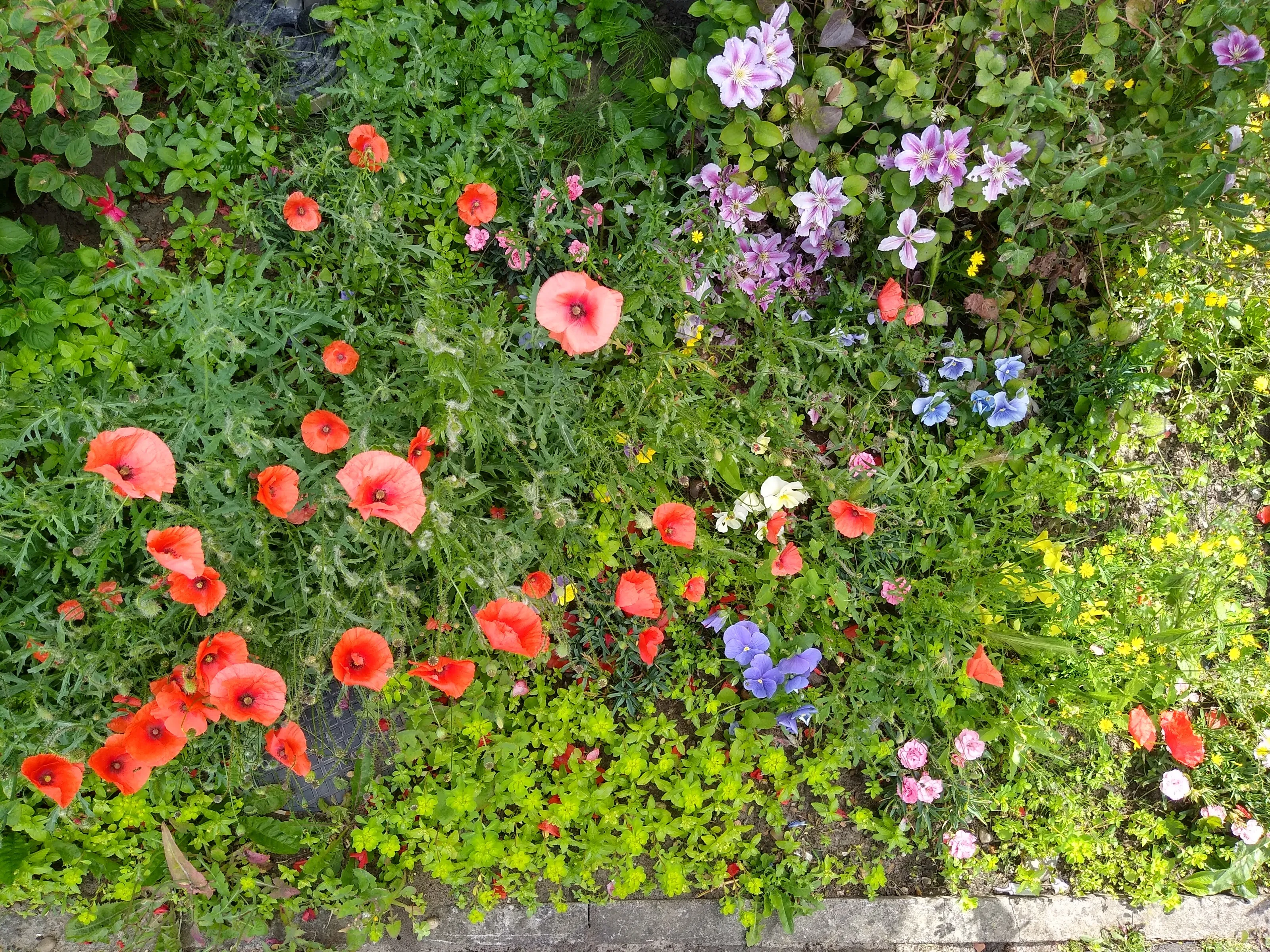 Our garden