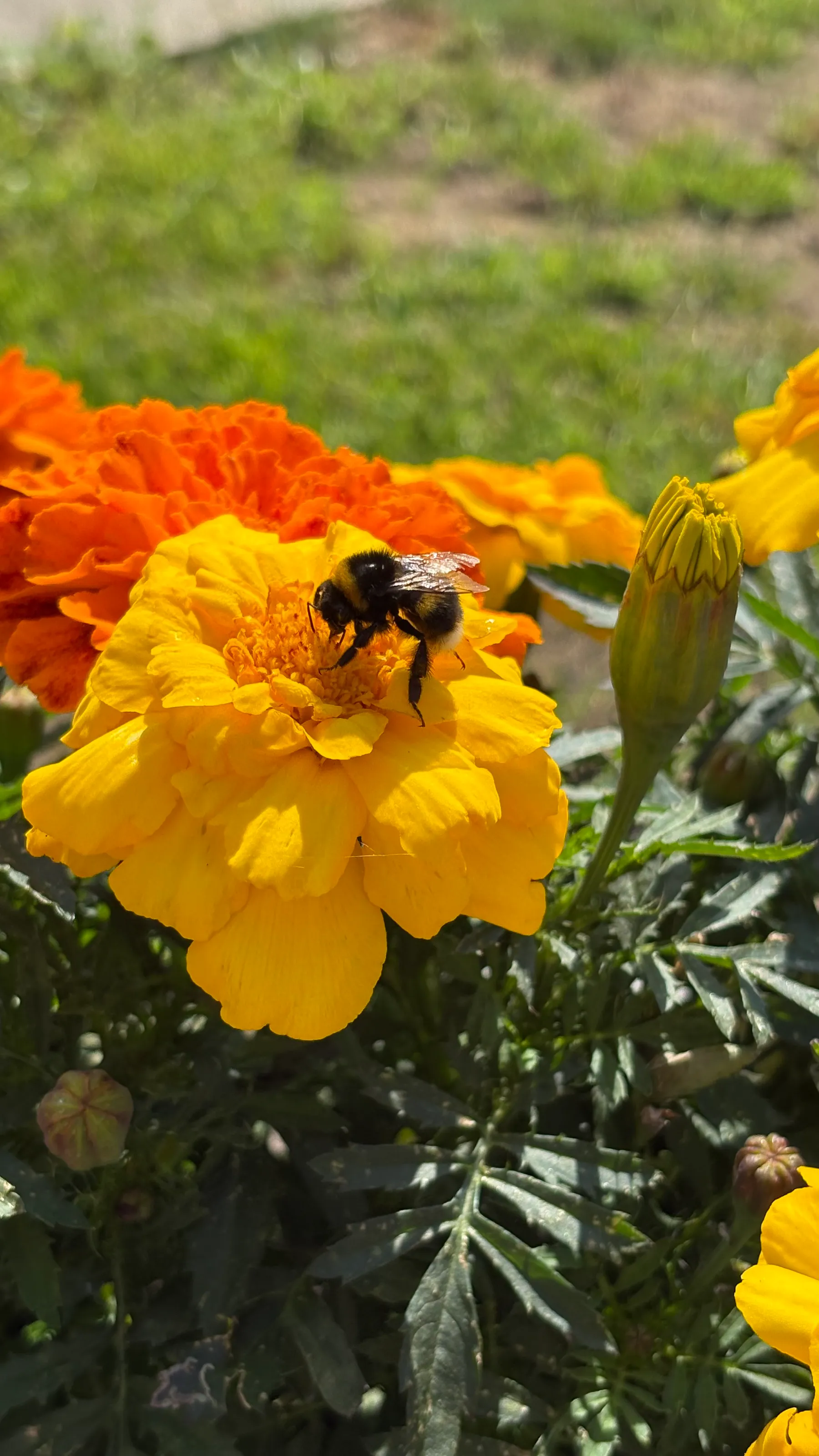 Bumblebee on Marigolds 🐝