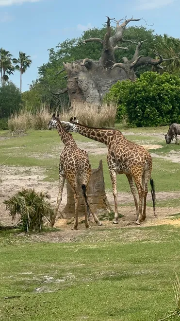 Giraffes in nature