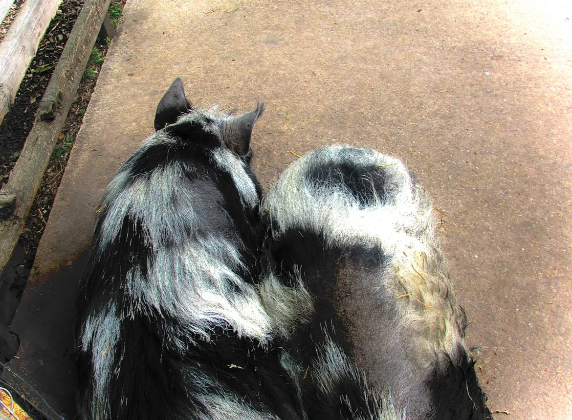 two piggies in a pod