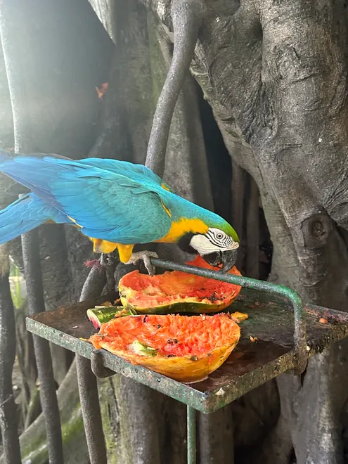 A Macaw