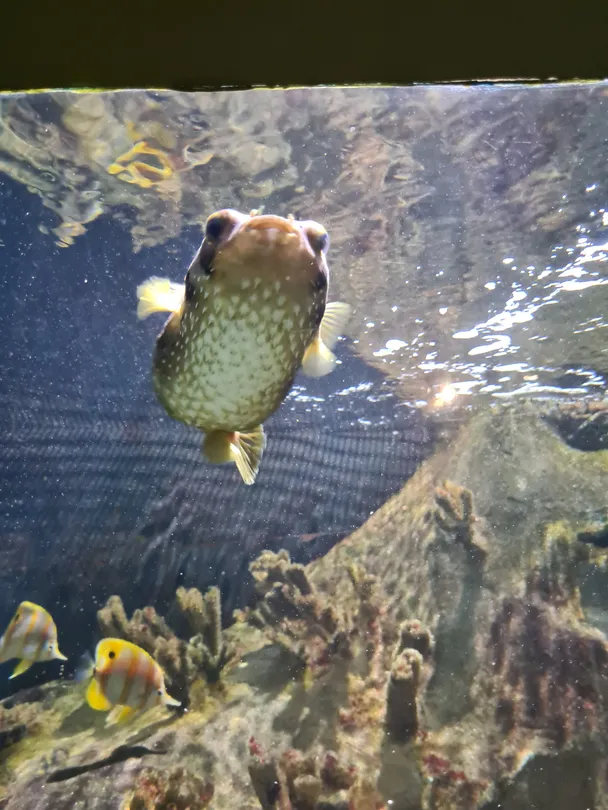 Puffer Fish