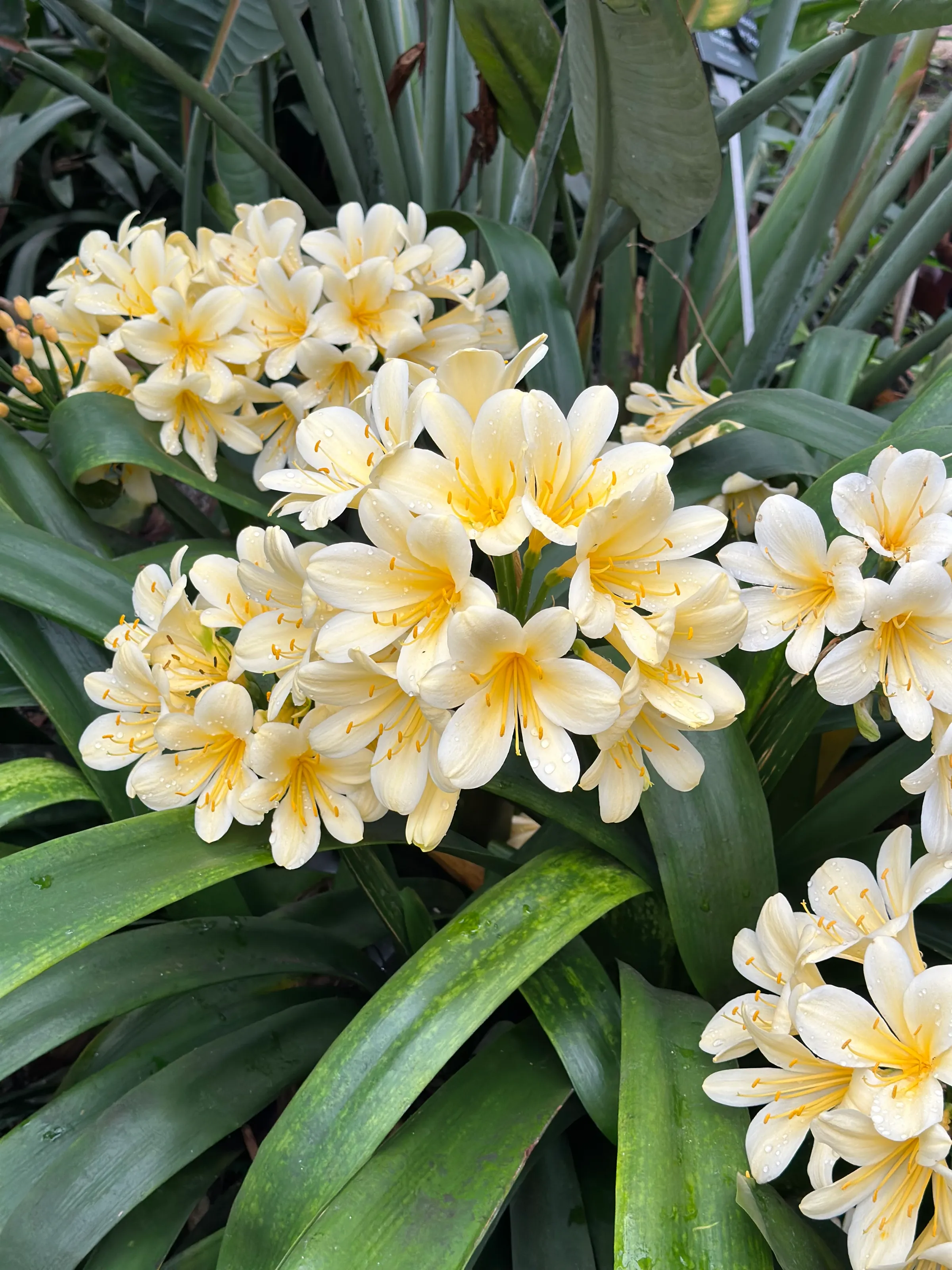 Eden Project Flowers