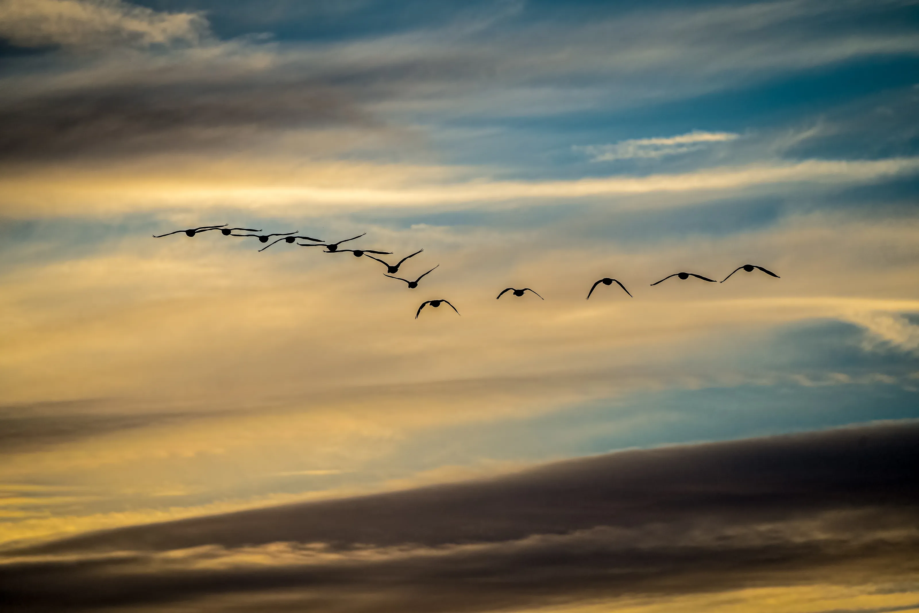 Geese in flight