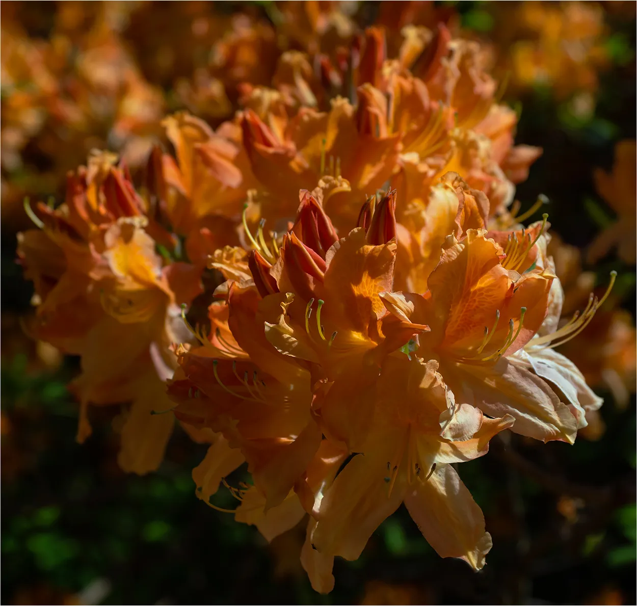 A Field of Orange Rhododendrons