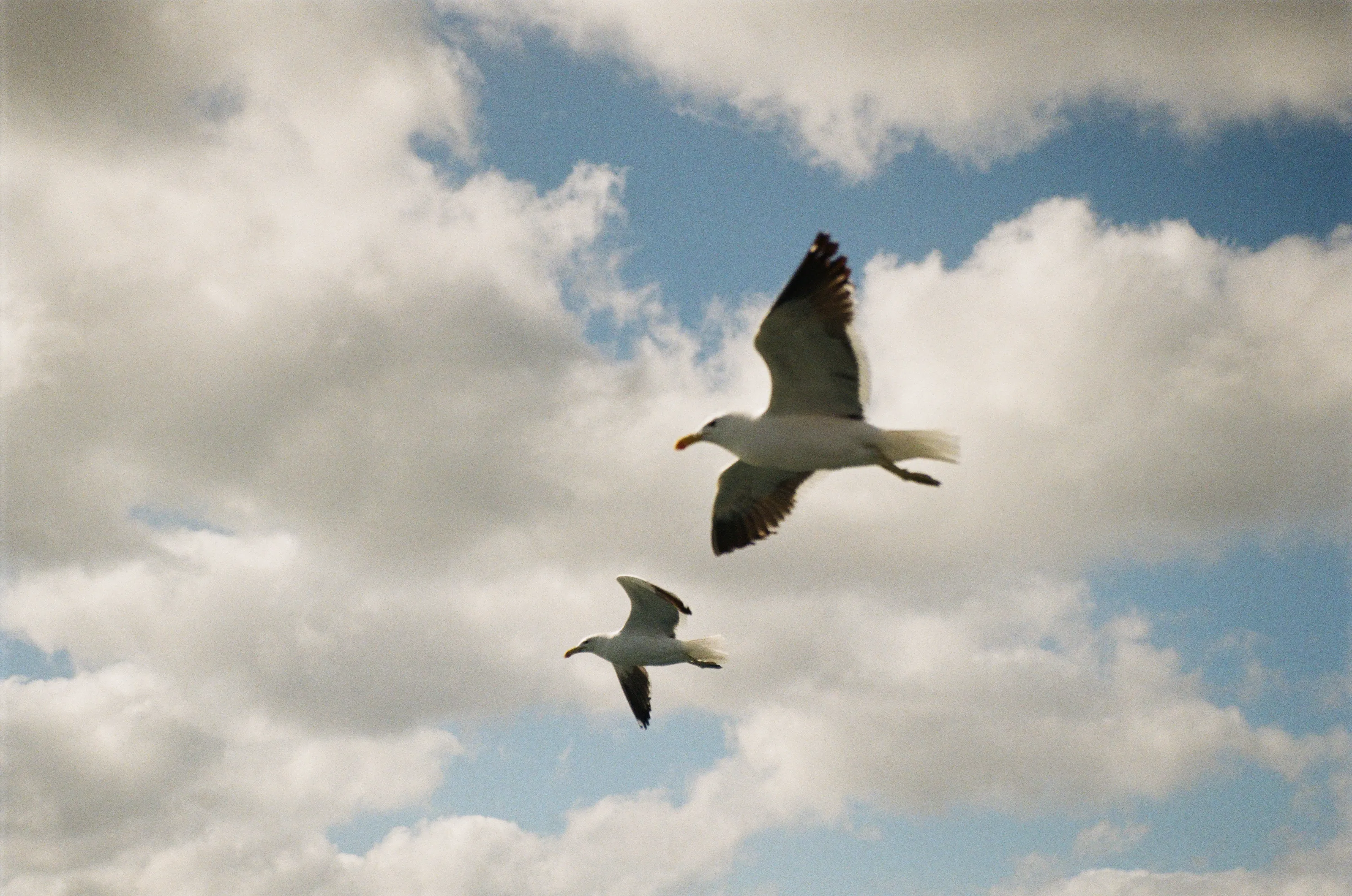 Jonathan Livingston Seagull