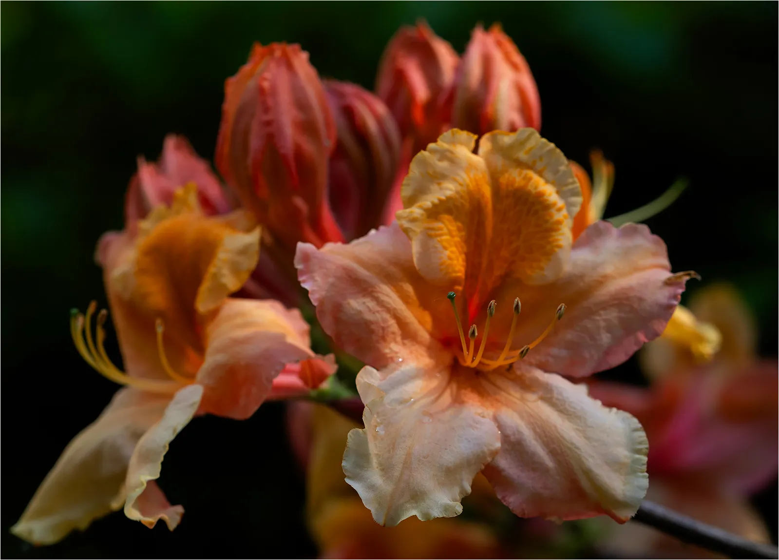 Peach Coloured Beauties