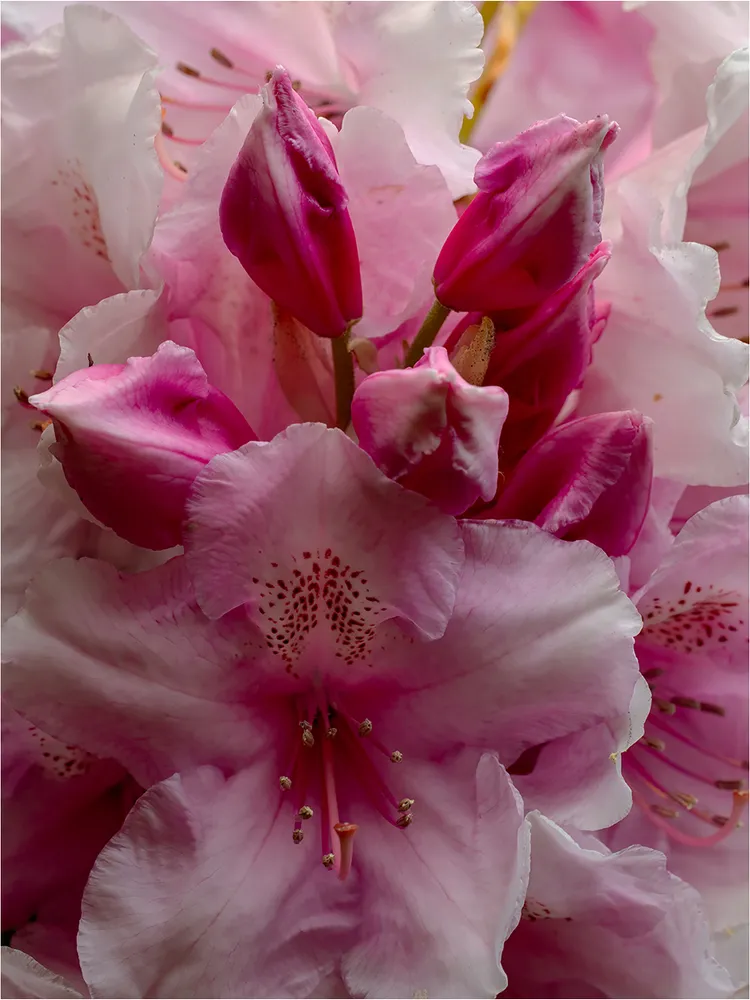 The Pink Collection