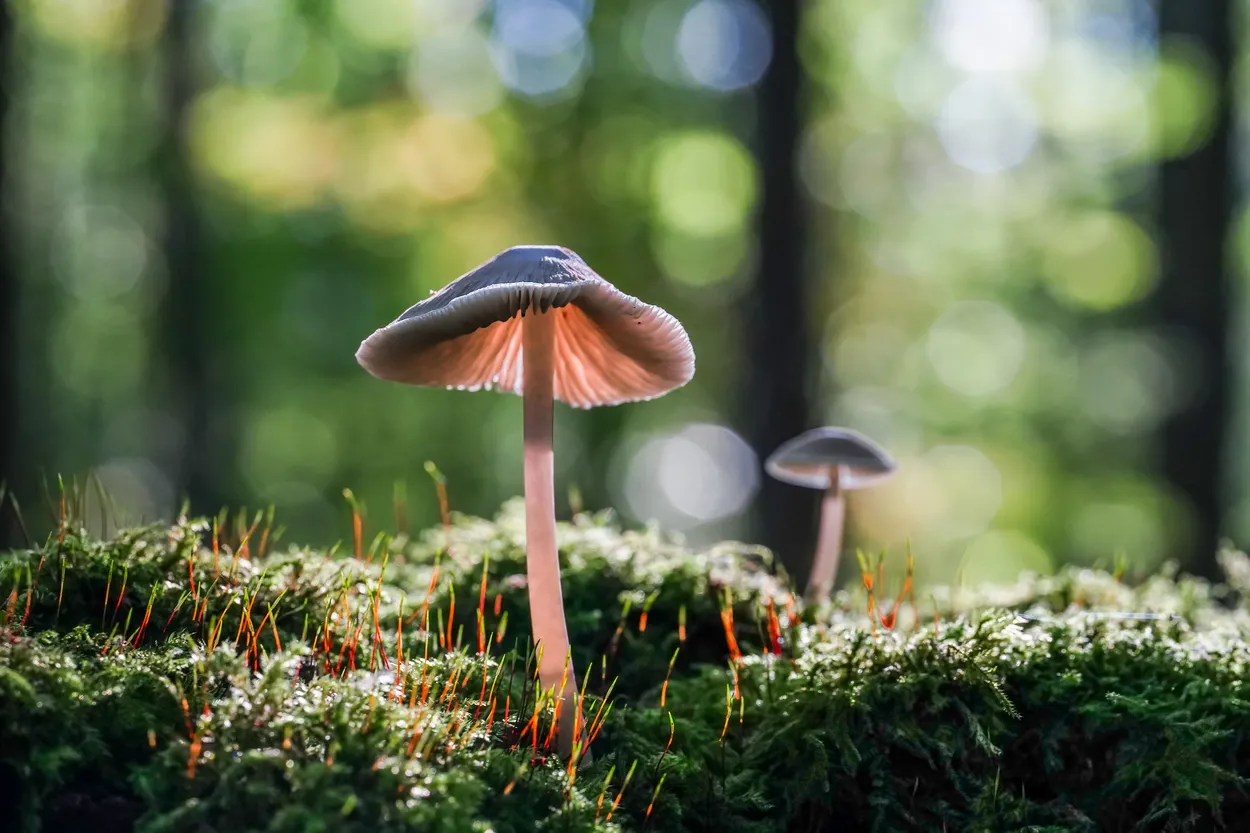 Mushroom in forest light