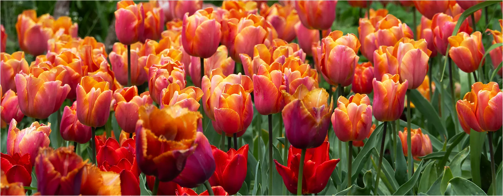 Tulip Field Colours