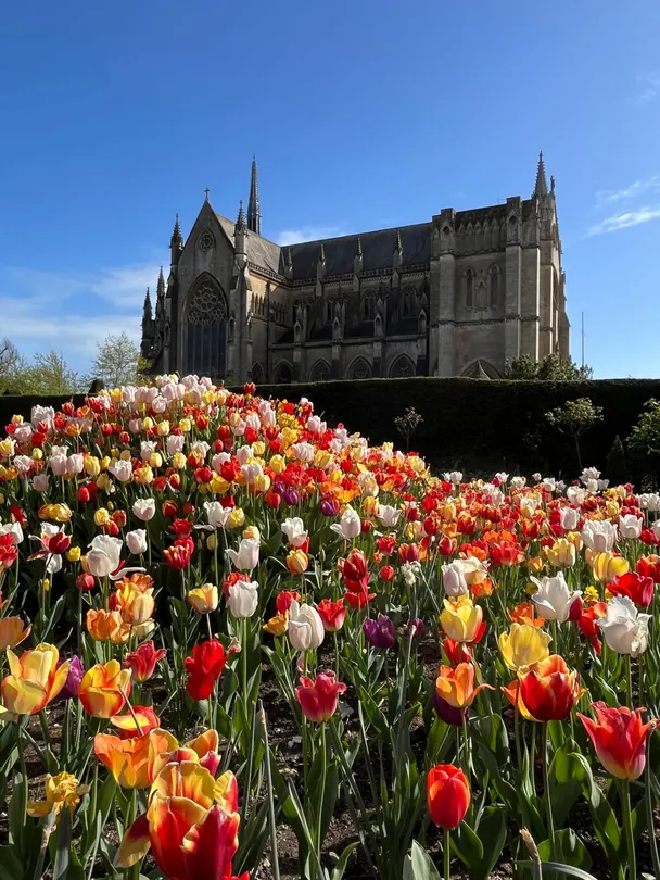 Beautiful tulips