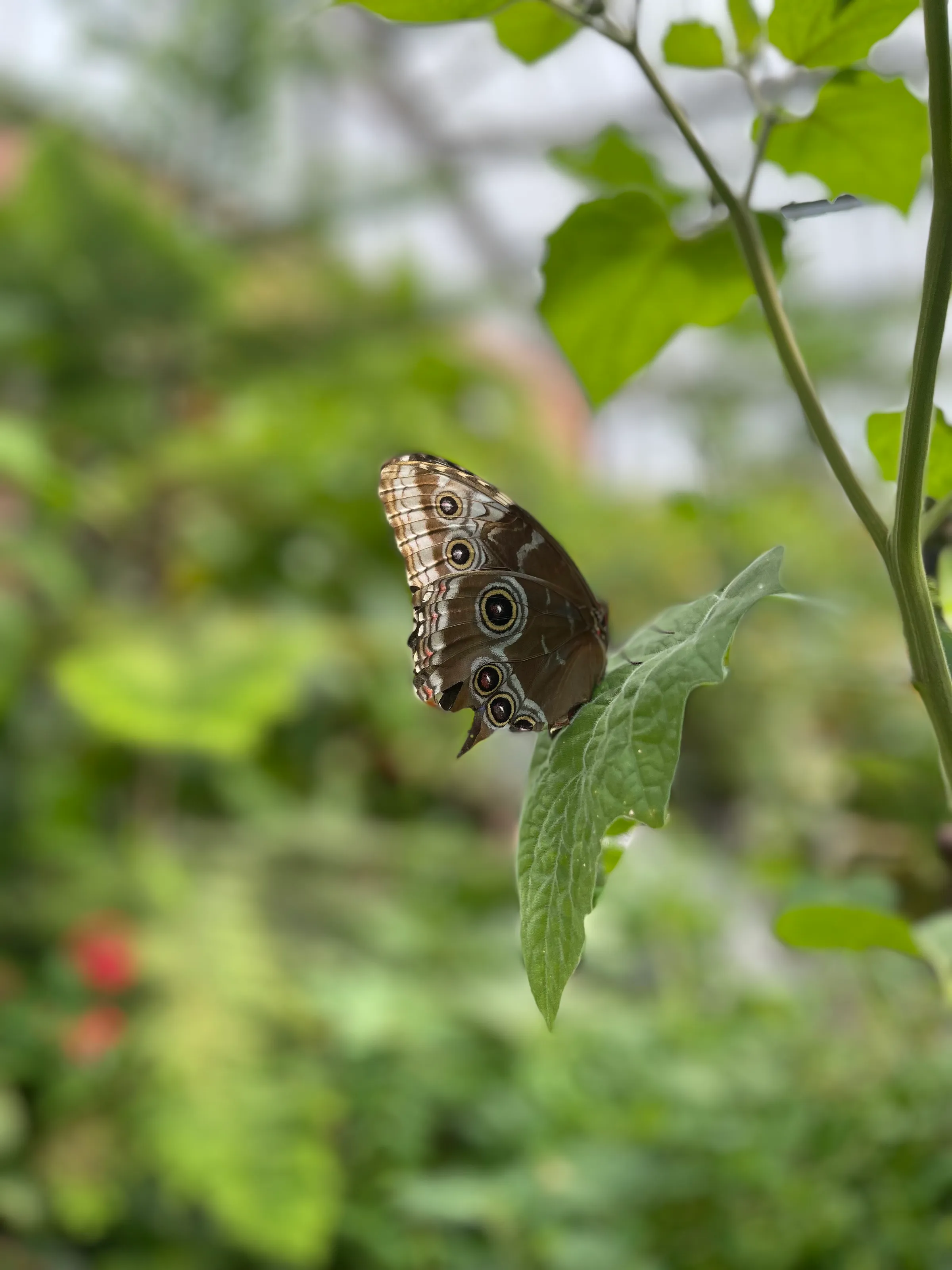 Butterfly house July 24