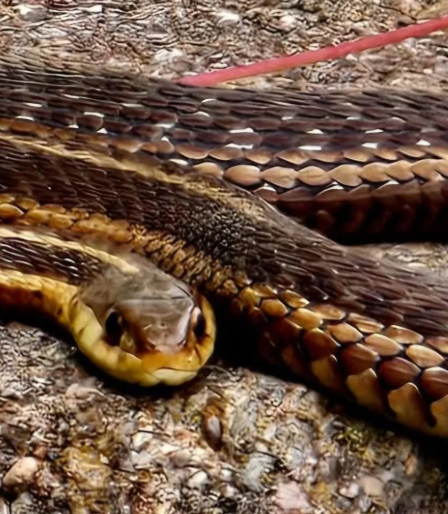 Garter Snake