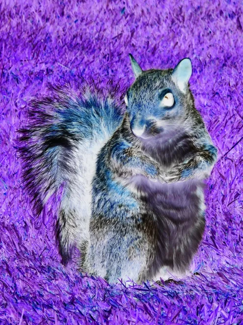 Squirrel