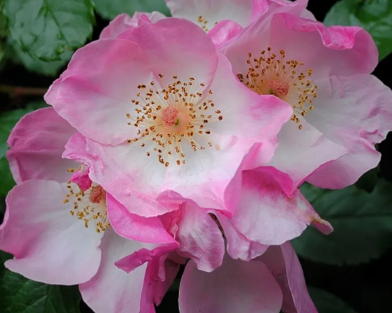 Pink flowers