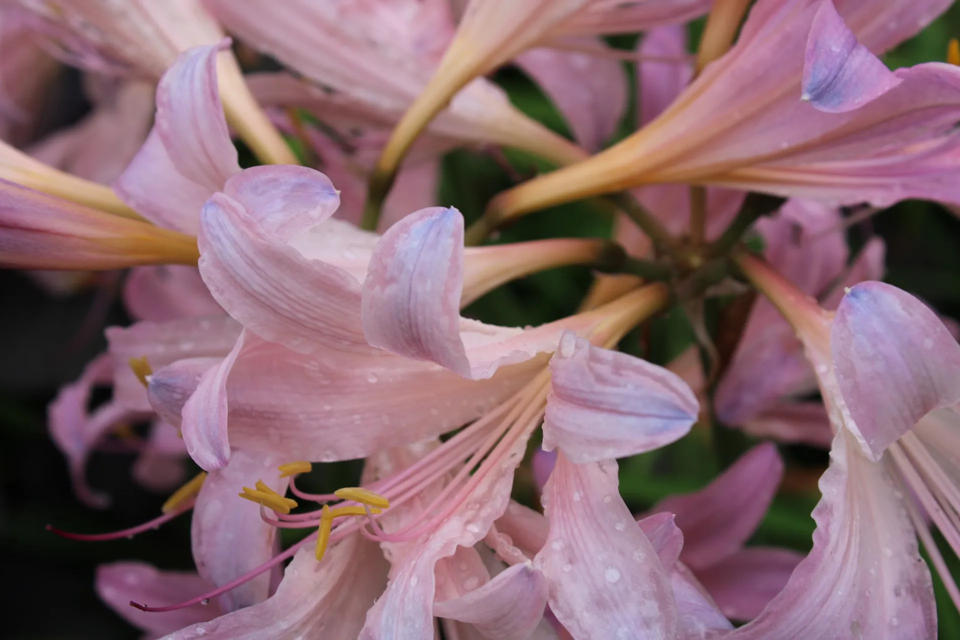 Natures’ Pinks