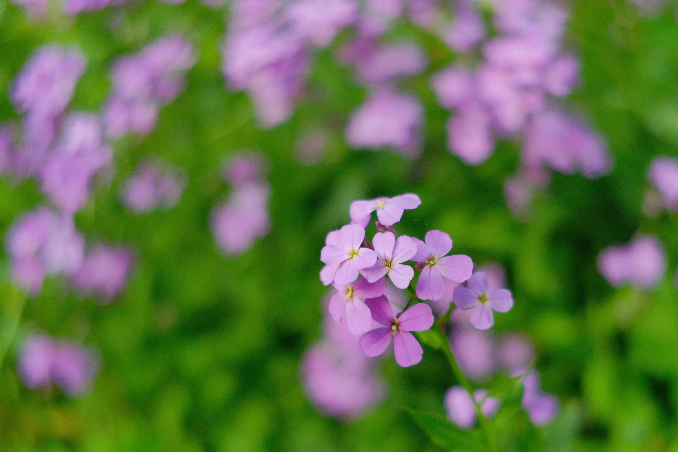 Wildflowers