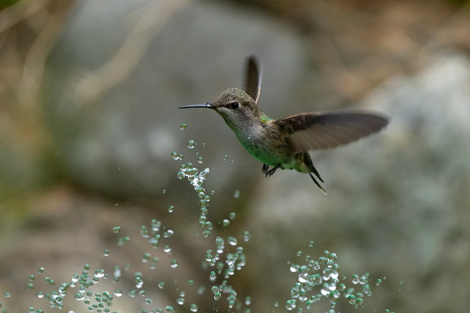 Anna Hummingbird