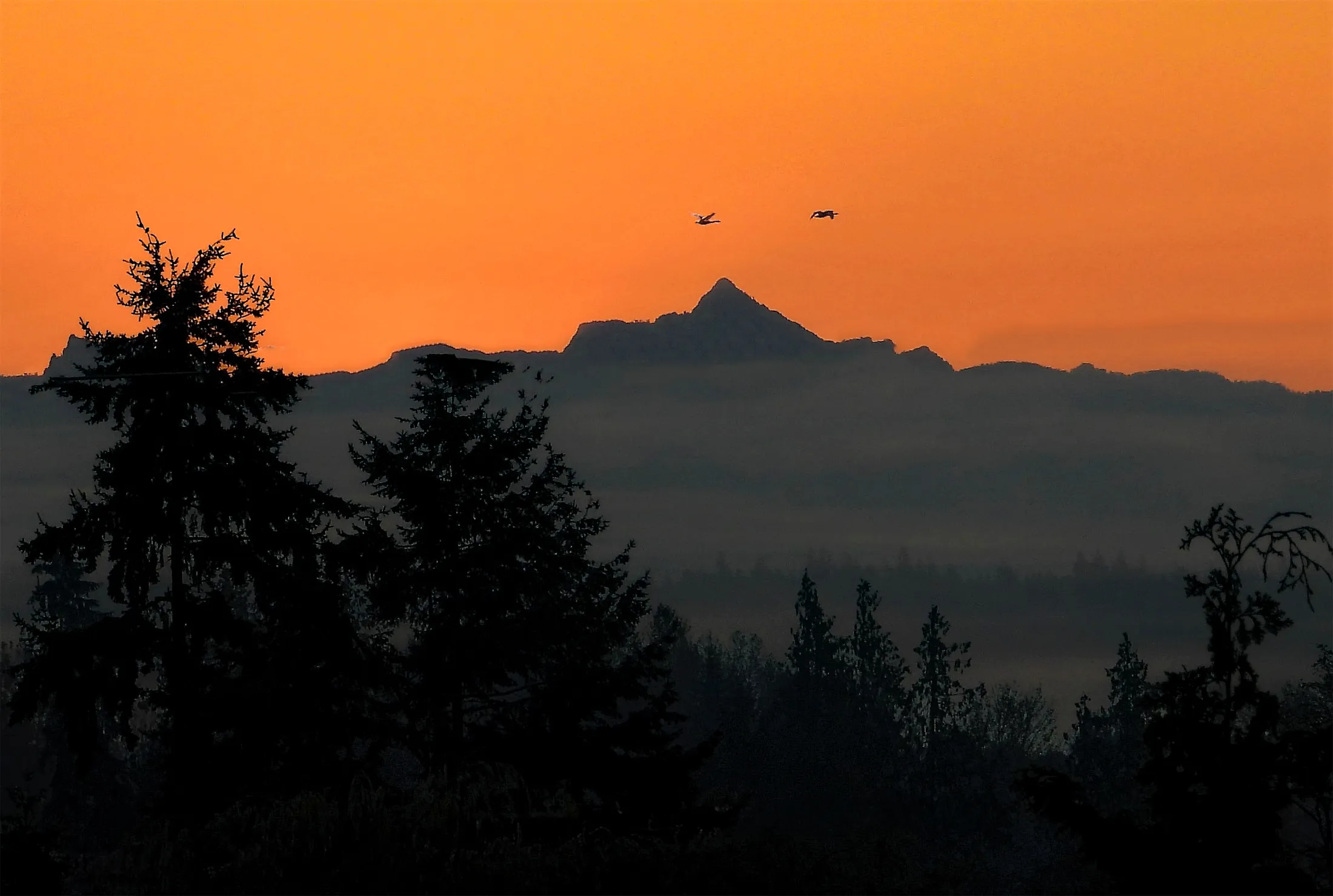 Predawn Flight
