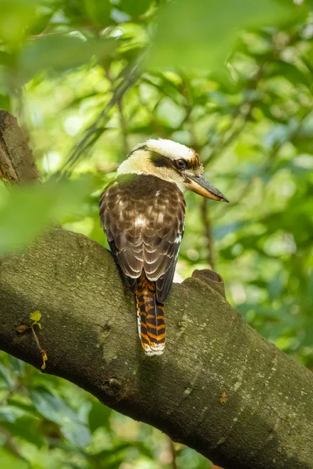 kookaburra