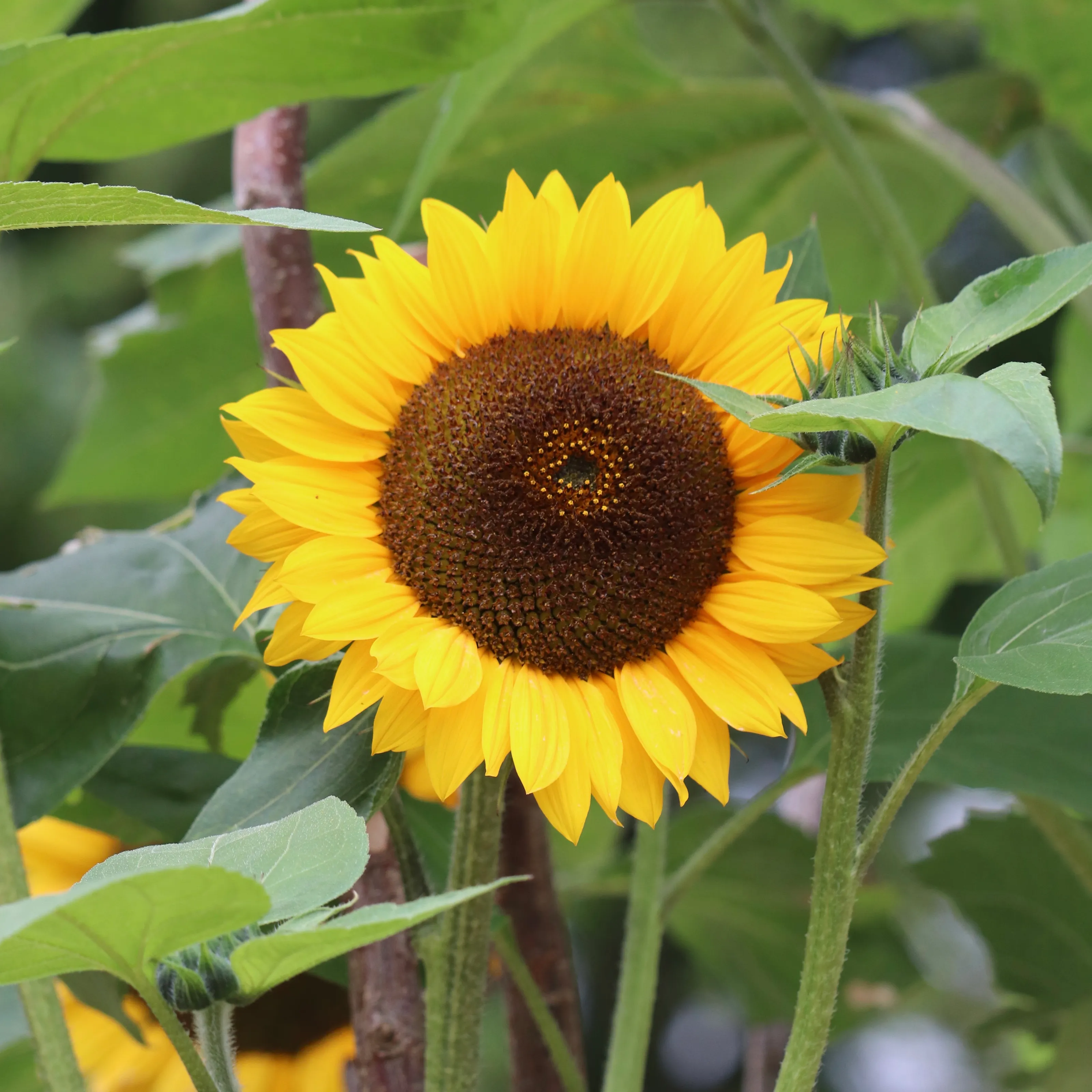 Sun flower