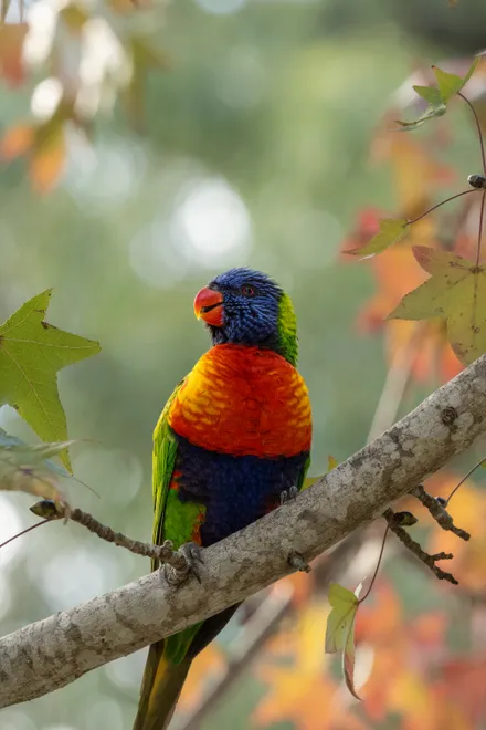 Rainbow lorikeet 🦜