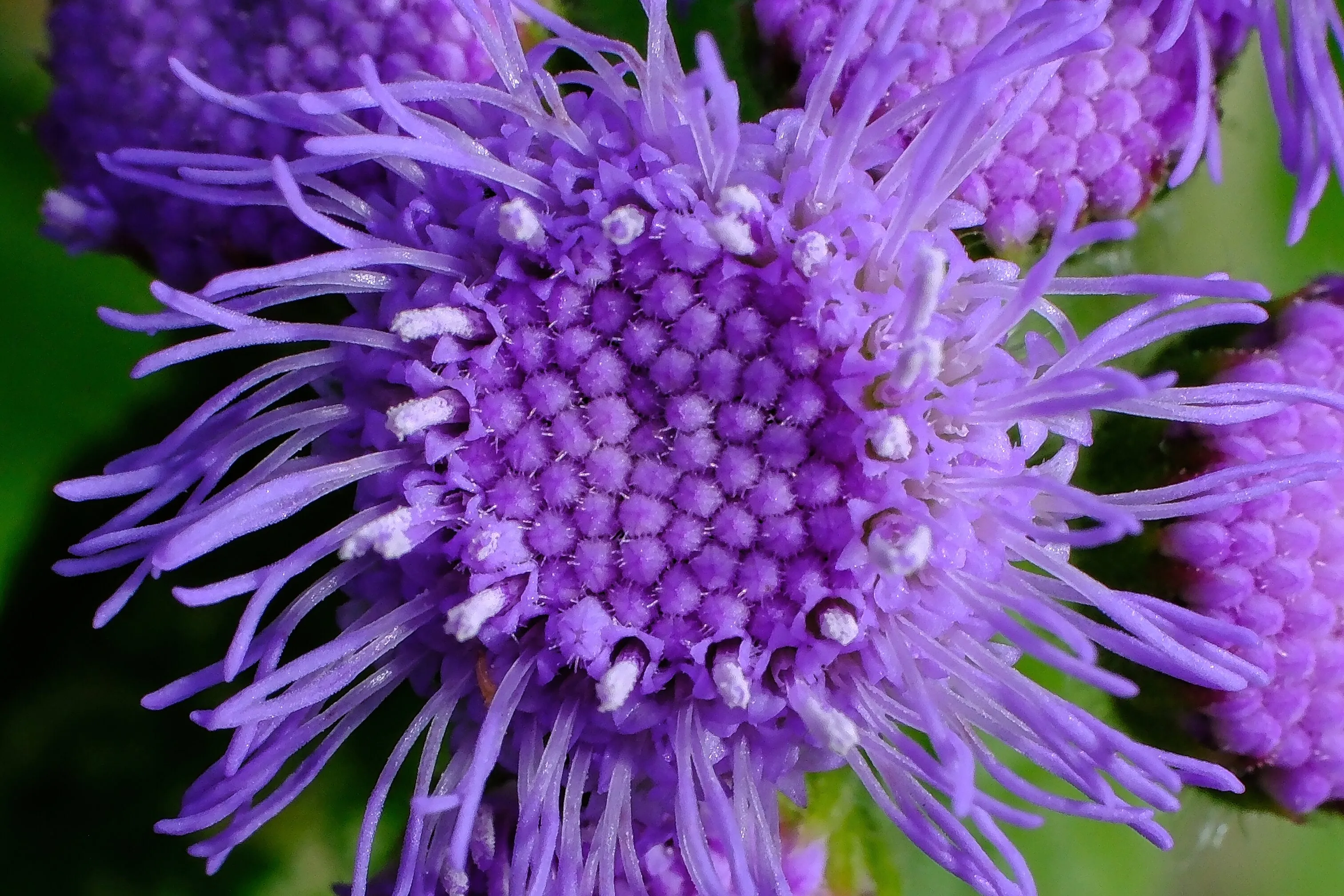 PURPLE PATTERN