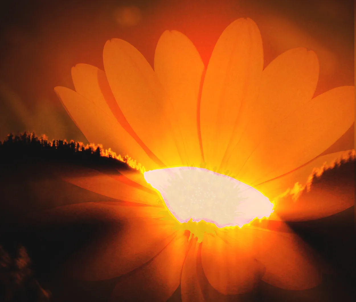 Daisy Sunrise