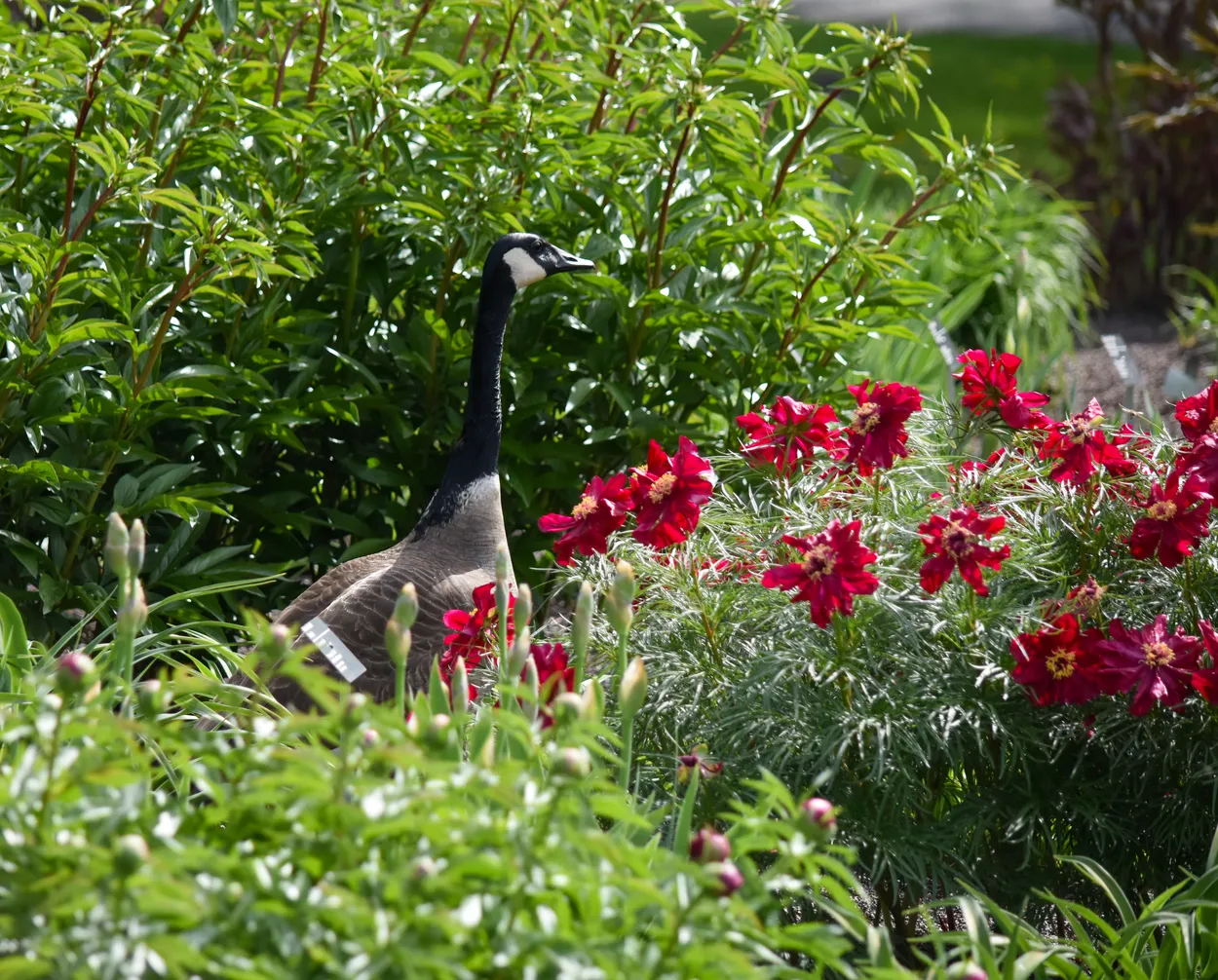 A goose with flowers