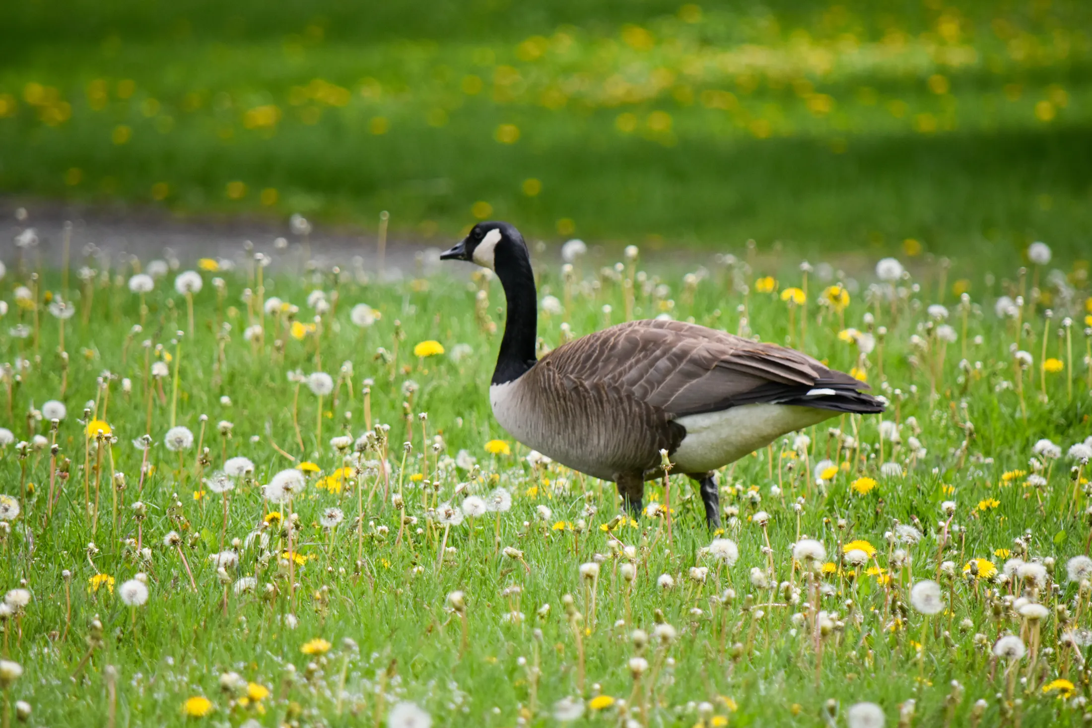 A goose among the dandelions
