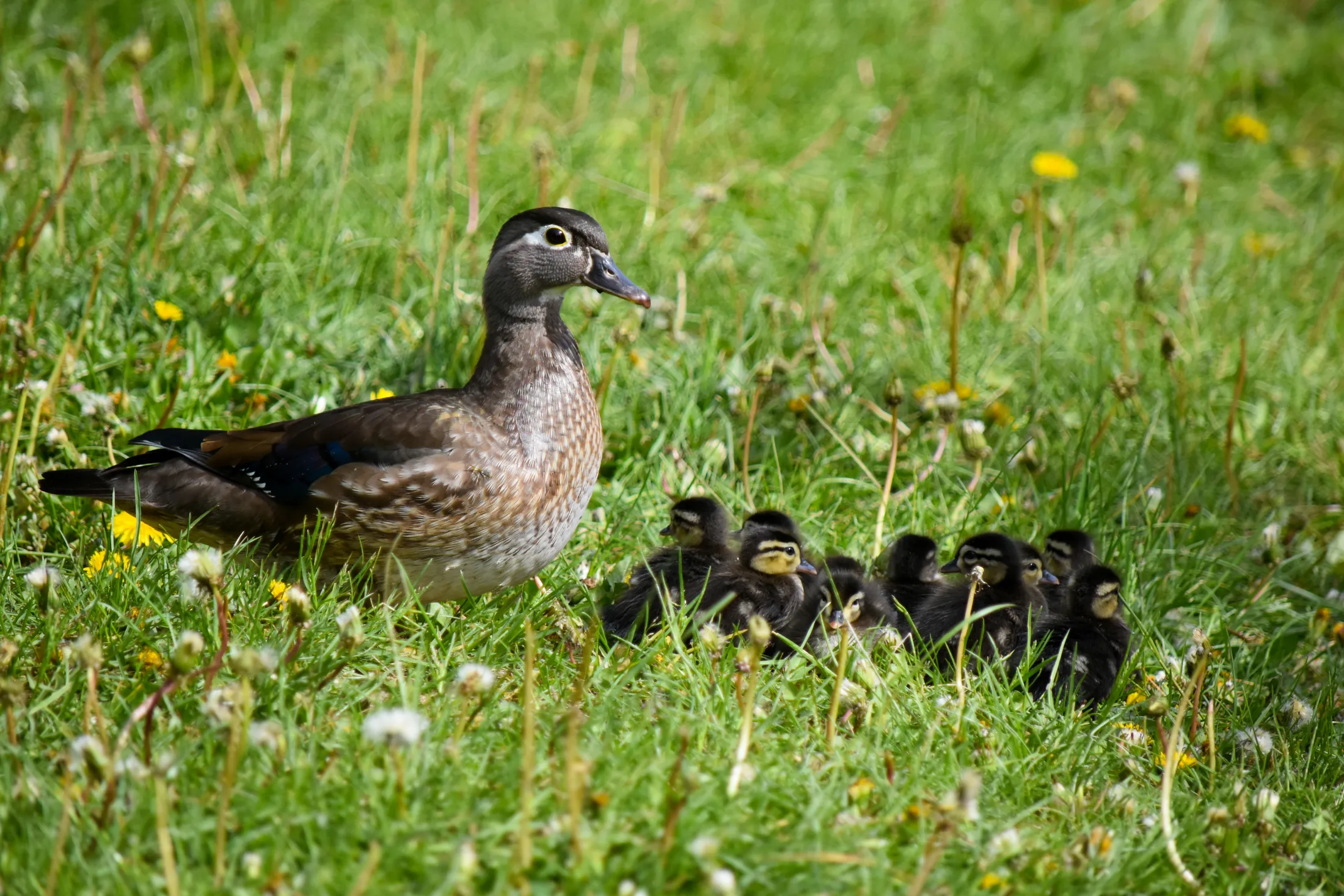 Female Wood Duck accompanied by her brood of ducklings.