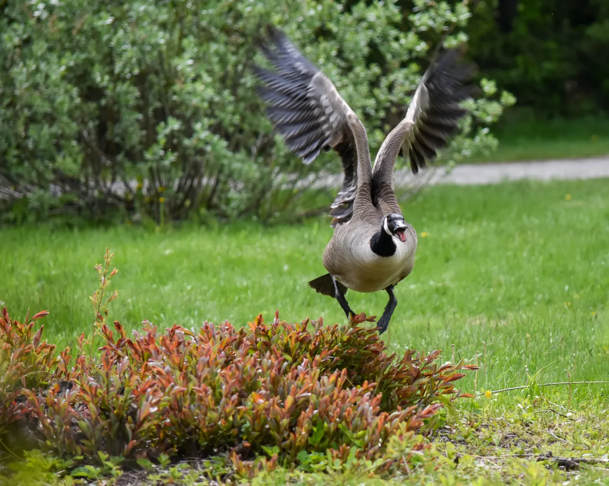 Attack of a goose