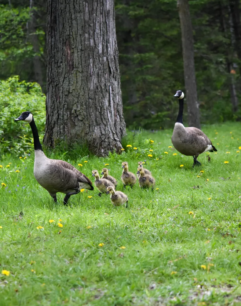 Family of geese