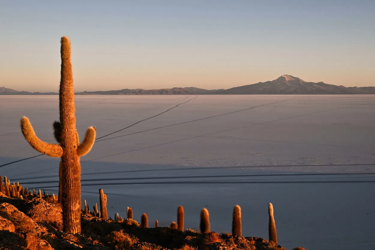 Cactus at dawn on the Salt Flat (Salar del Uyuni - Bolivia)