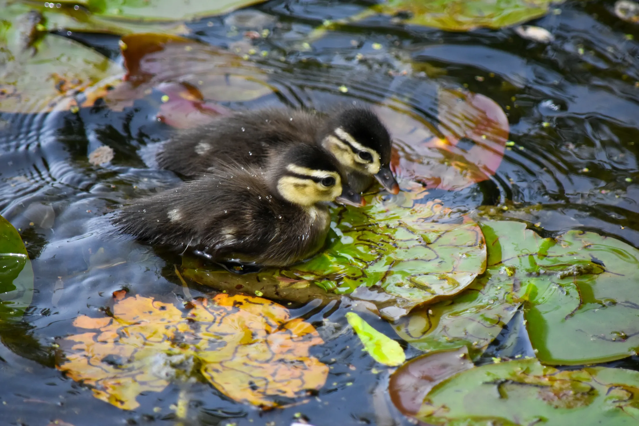 Ducklings